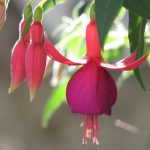 fiore-e-boccioli-di-fucsia-