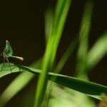 libellula